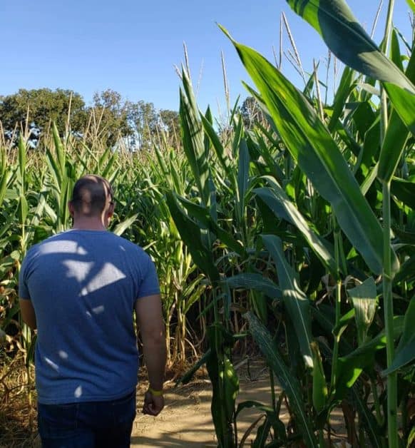 Corn Maze North Texas