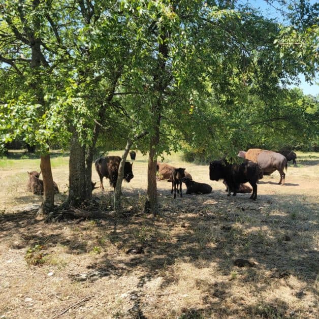 Bison, Chickasaw National Recreation Area