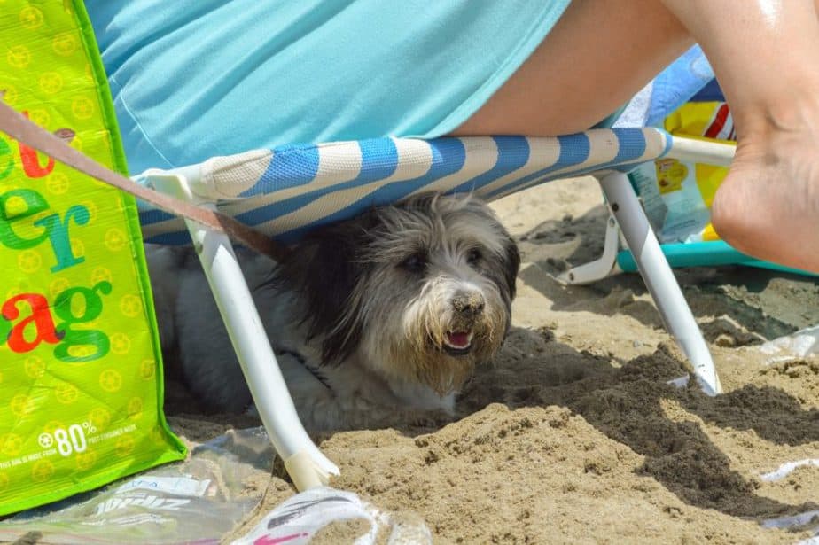 dog-friendly beach