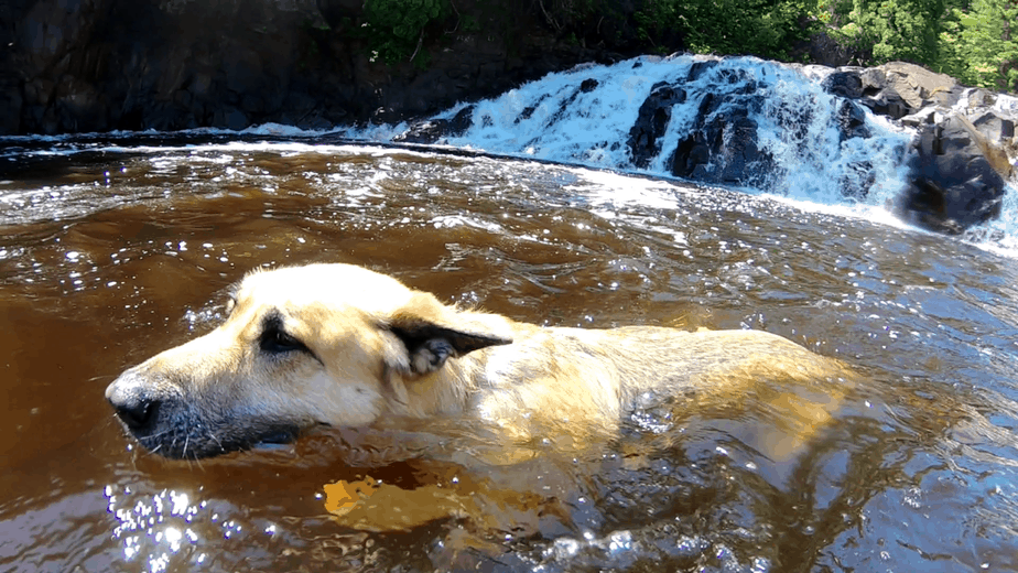 dog swimming in waterfall