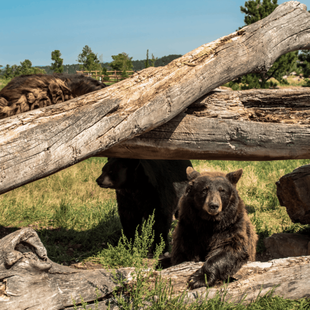 Bear Country USA, stop along South Dakota Road Trip 