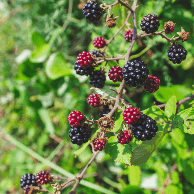Picking berries in Fredericksburg, TX- Things to do during your weekend trip to Fredericksburg, TX