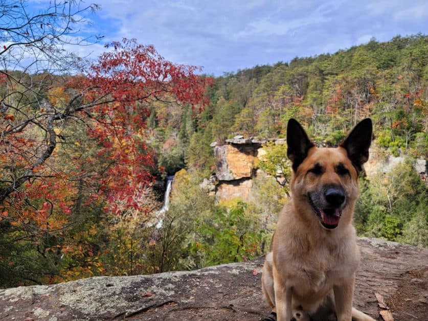 Dog at Piney Falls in Fall Creek Falls State Park with fall colors 