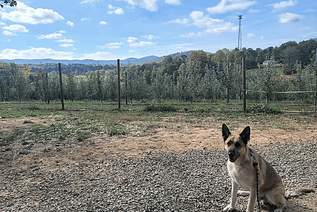 BJ Reece Orchards and dog. 