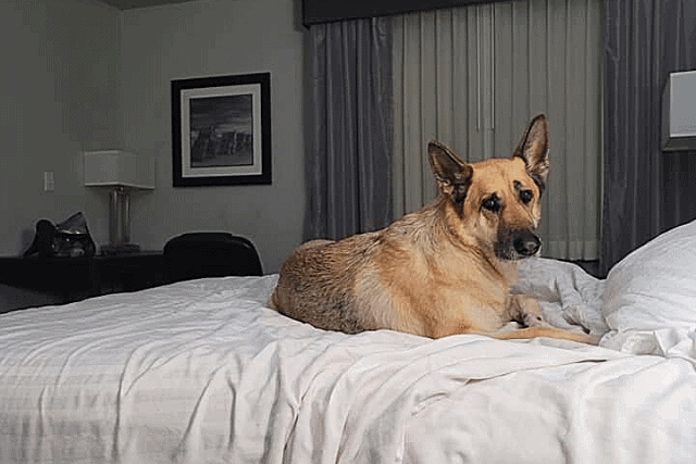 dog at dog-friendly hotel in Amarillo, TX