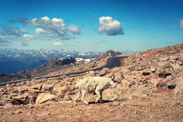 Mount Evans. summit a 14er only 2 hours from Denver CO with mountain goat