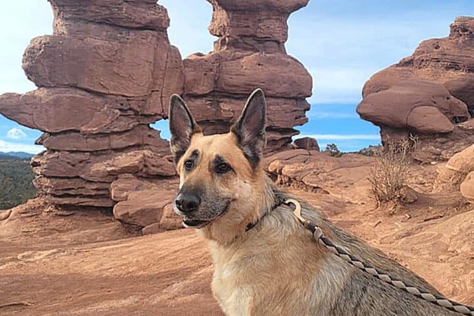 Dog at Garden of the Gods- dog-friendly Colorado springs