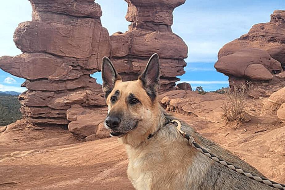 Dog-Friendly Things To Do in Colorado Springs - The Homebody Tourist