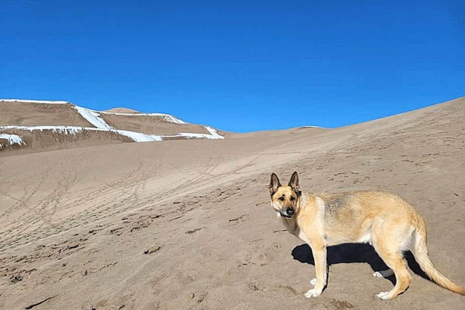 Dog at Great Sand Dunes National Park - Weekend Trip from Colorado Springs