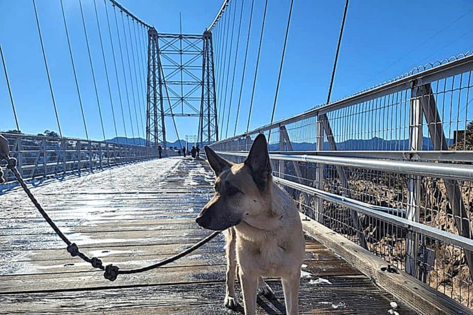 Dog walking across Suspension Bridge at royal Gorge Park