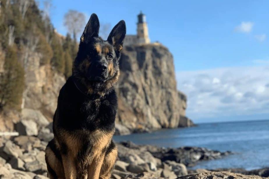 dog at split rock lighthouse