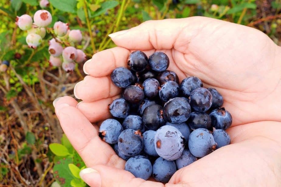 Picking Blueberries in Lecanto, FL- Road trip from Orlando, FL- Weekend Getaways from Orlando 