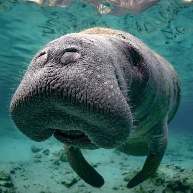 Swimming with Manatees- Weekend Getaway from Orlando, FL