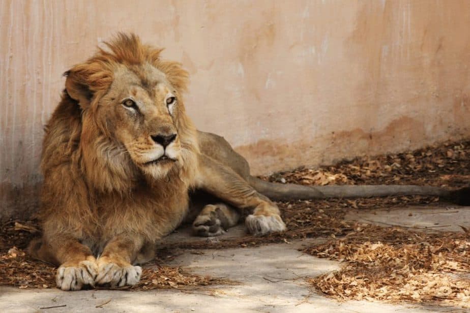 Dallas Zoo lion
