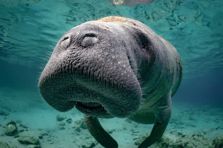 Road trip to swim with manatees in Crystal River from Orlando. Unique things to do near Orlando, FL away from the theme parks 