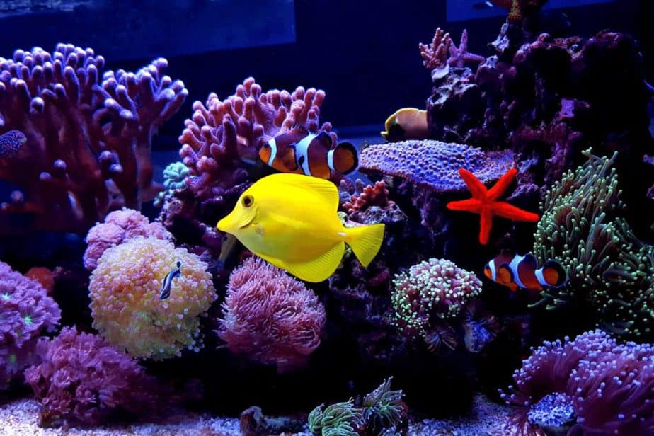 Mote Aquarium Sarasota FL