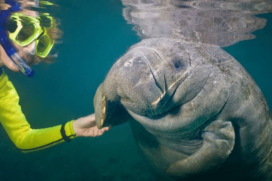 snorkeling tours sarasota fl