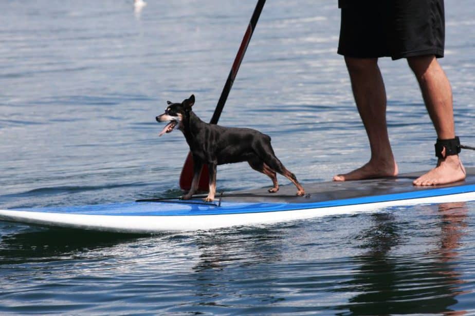 Paddleboarding with dogs in Aspen, CO 