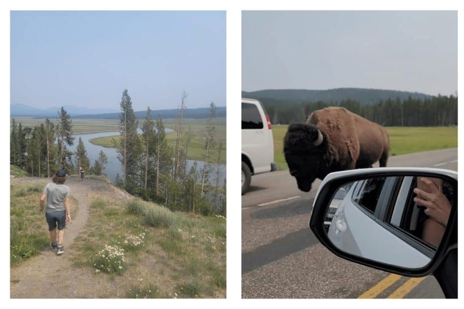 hayden valley- bison traffic jam