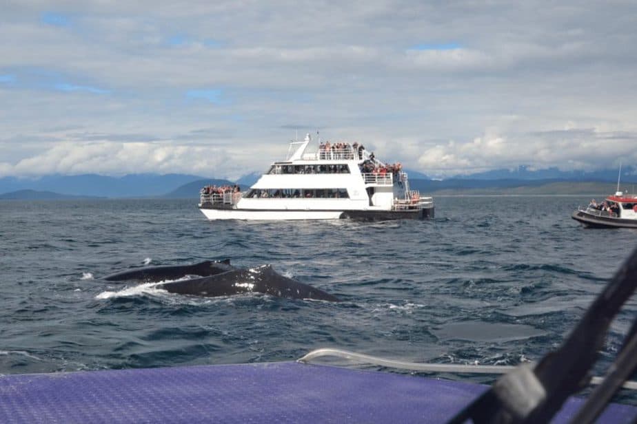 whale watching in Juneau AK