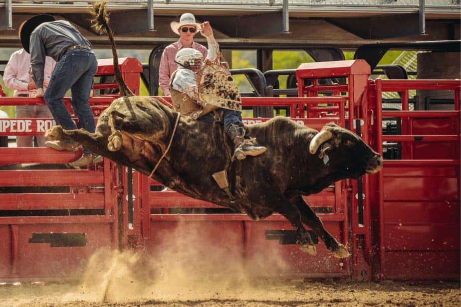 houston rodeo bull riding
