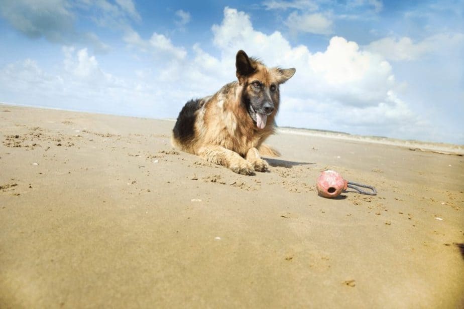 dog on beach in galveston texas