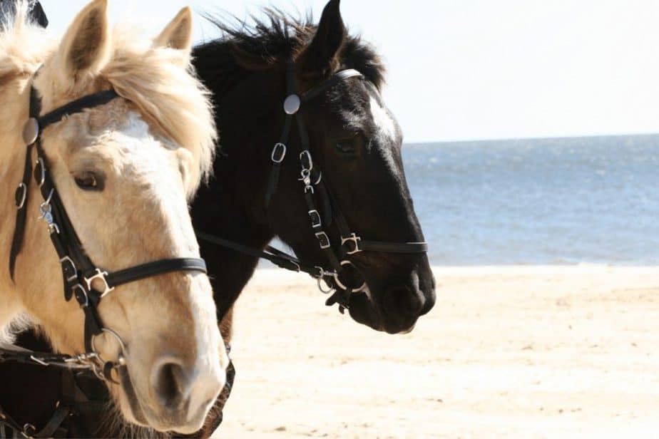 horseback riding on the beach in Port St. Lucie