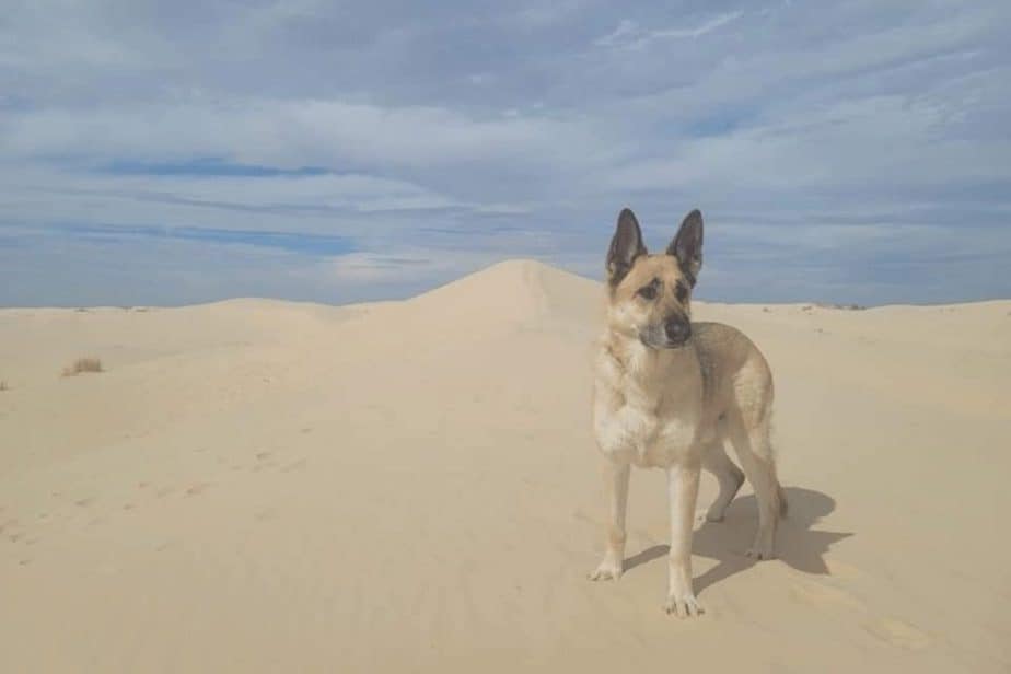 dog at monahans sandhills state park on a dog-friendly texas road trip