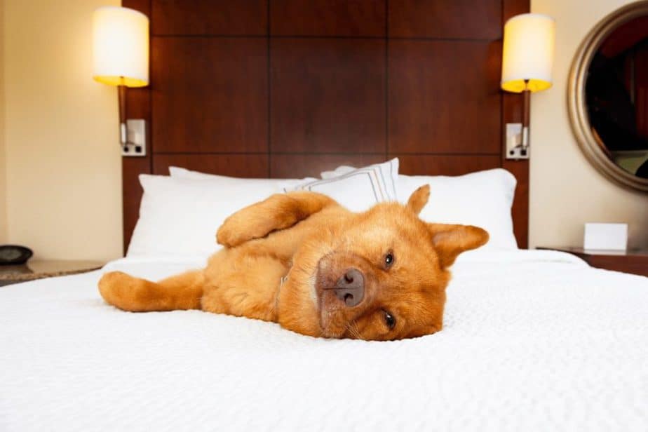 dog laying on bed in dog-friendly hotel in austin