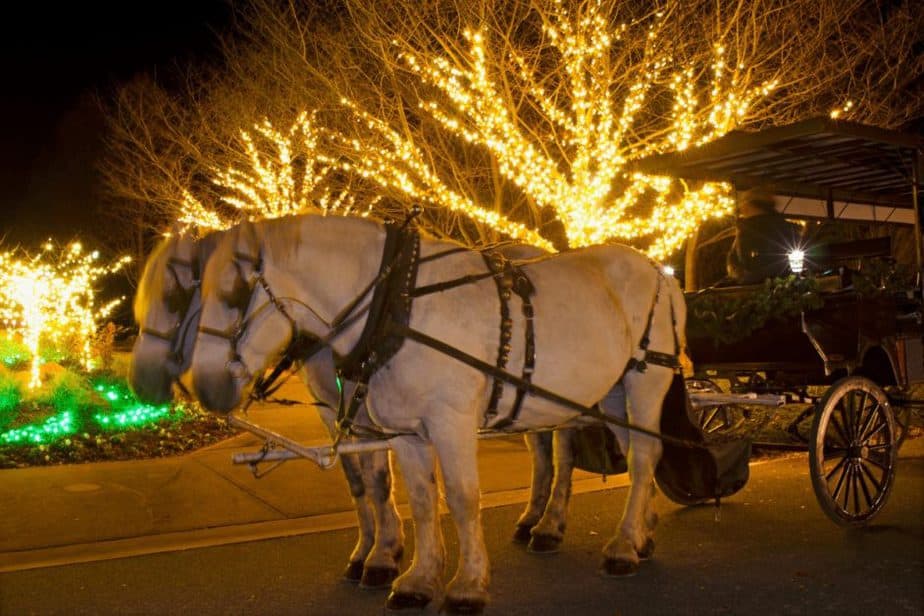 horse drawn carriage ride through christmas lights