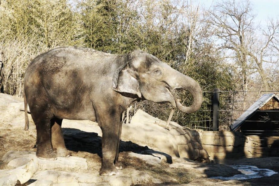 elephant at the st. louis zoo