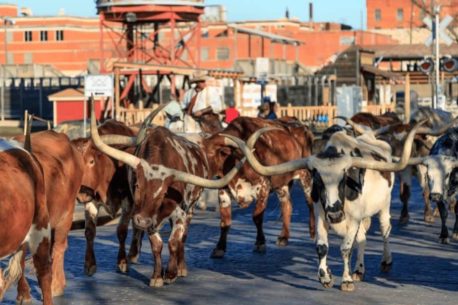 longhorns walking down the Fort Worth Stockyards