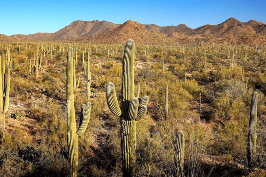 Saguaros in Saguaro National Park in Tucson