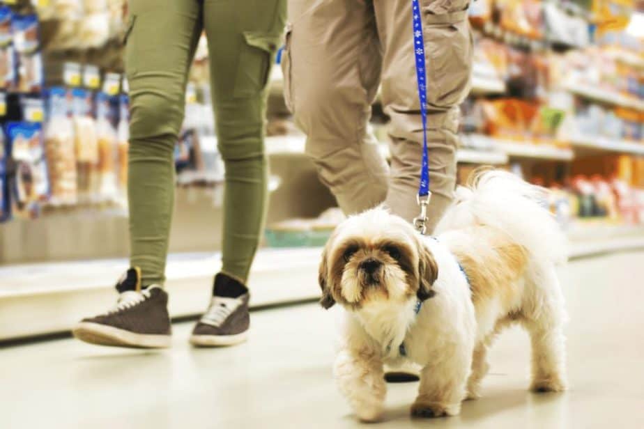 dog on leash inside store in Atlanta