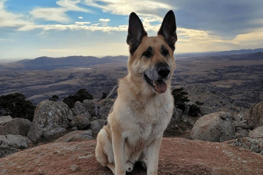 dog on top of Mount Scott 