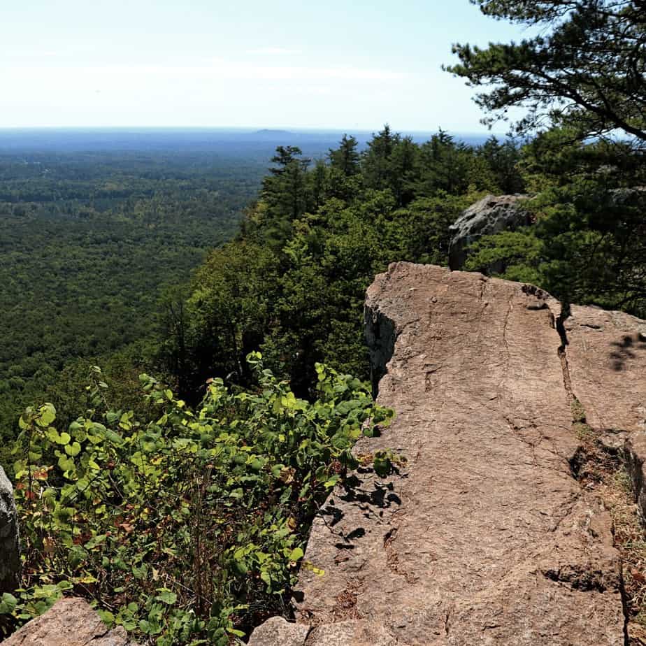 dog-friendly guide to charlotte, nc