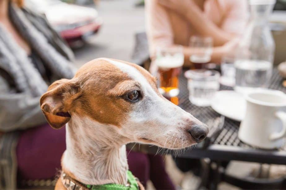 dog at outdoor patio in charlotte, nc- dog-friendly restaurants in charlotte