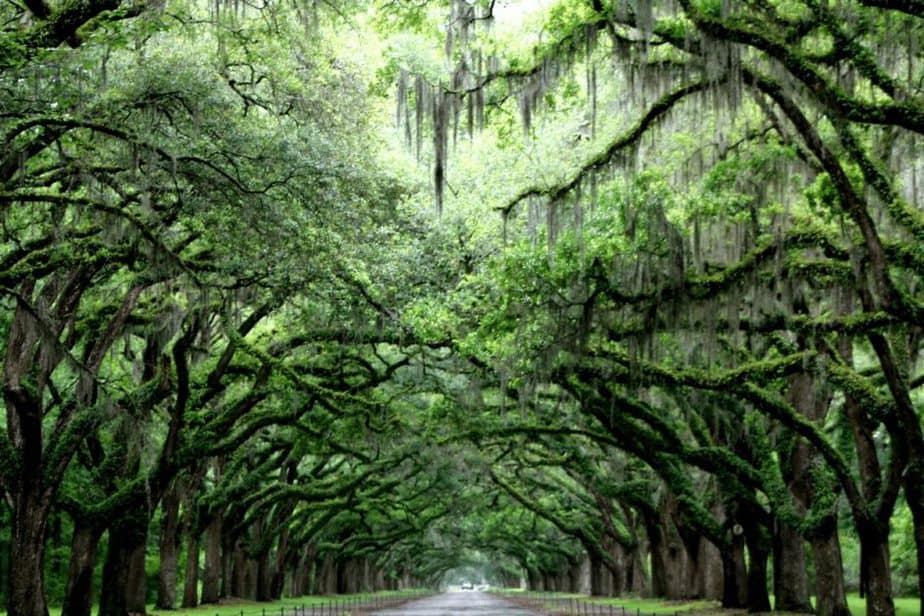 Forsyth Park- Other things to do in Savannah, GA