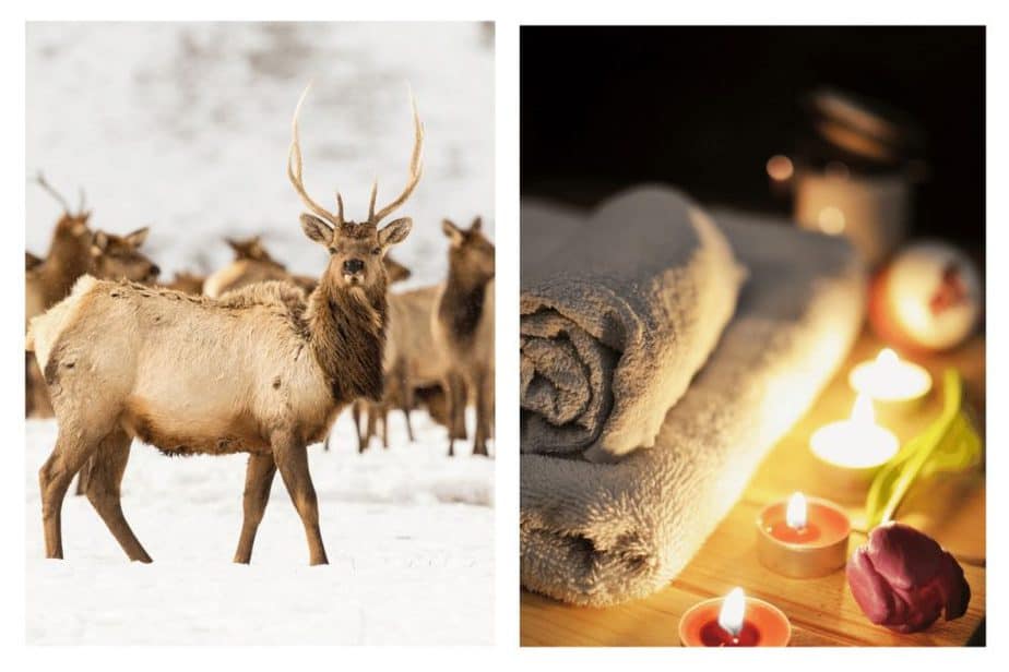 elk in jackson wy during weekend trip and towels and candles at a spa 