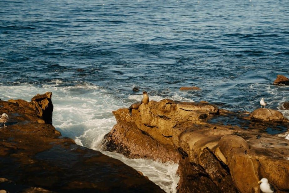la jolla cove in san diego shoreline with a sea lion
