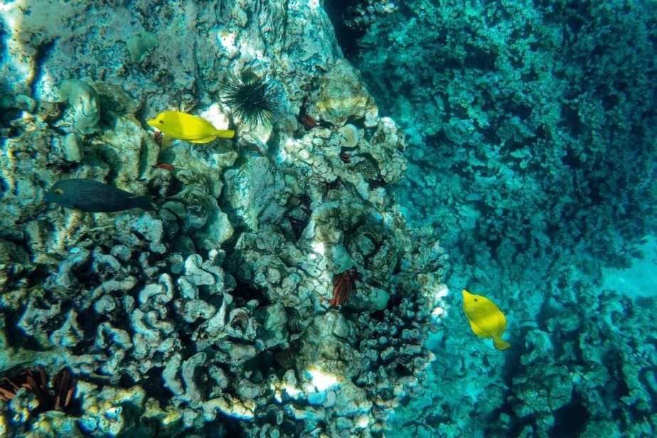 underwater picture of yellow and blue fish while snorkeling in Kealakekua Bay on the Big Island USA 