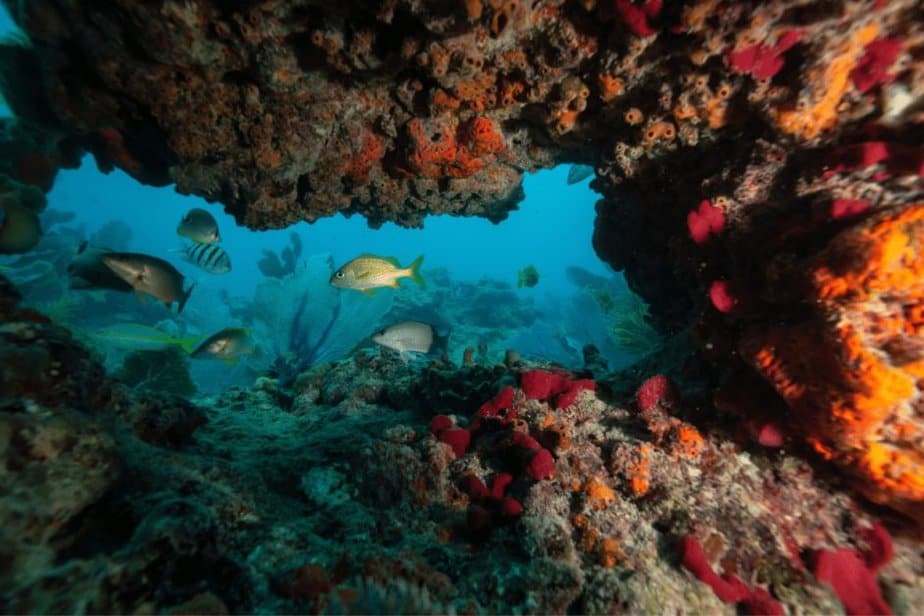 underwater picture of fish and coral in key west florida. best snorkeling in the usa 