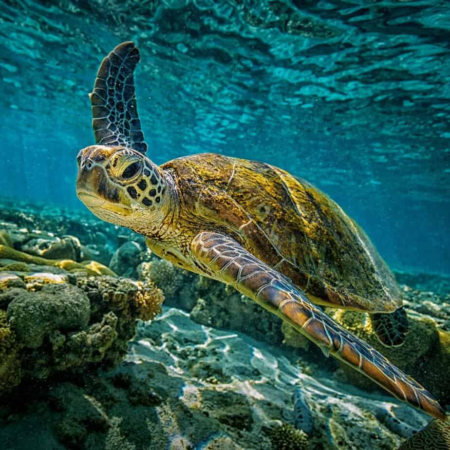 snorkeling in the usa sea turtle