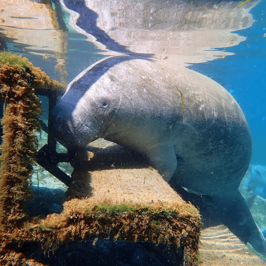 O que fazer e como chegar em Crystal River, o paraíso dos manatees! »  Destinos Imperdíveis