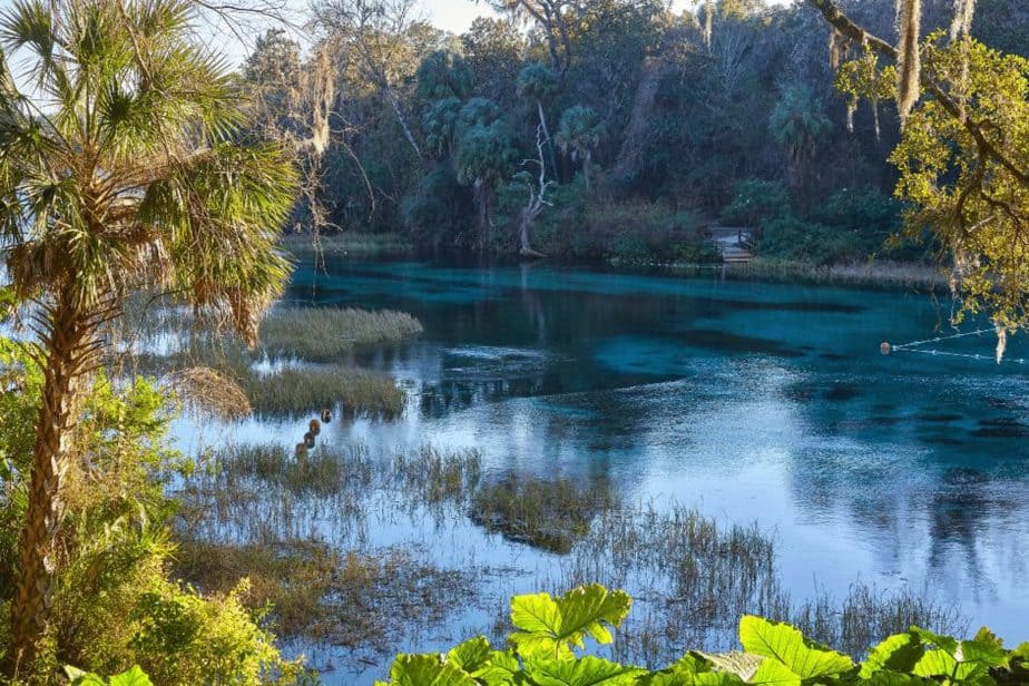 Rainbow river springs state park blue water with palm tree