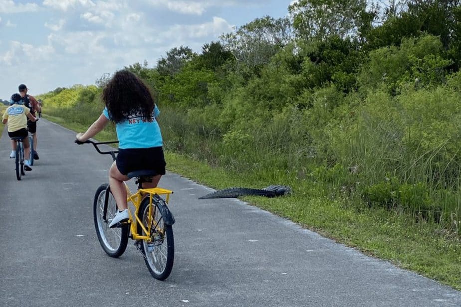 biking next to alligators in Shark Valley Florida 