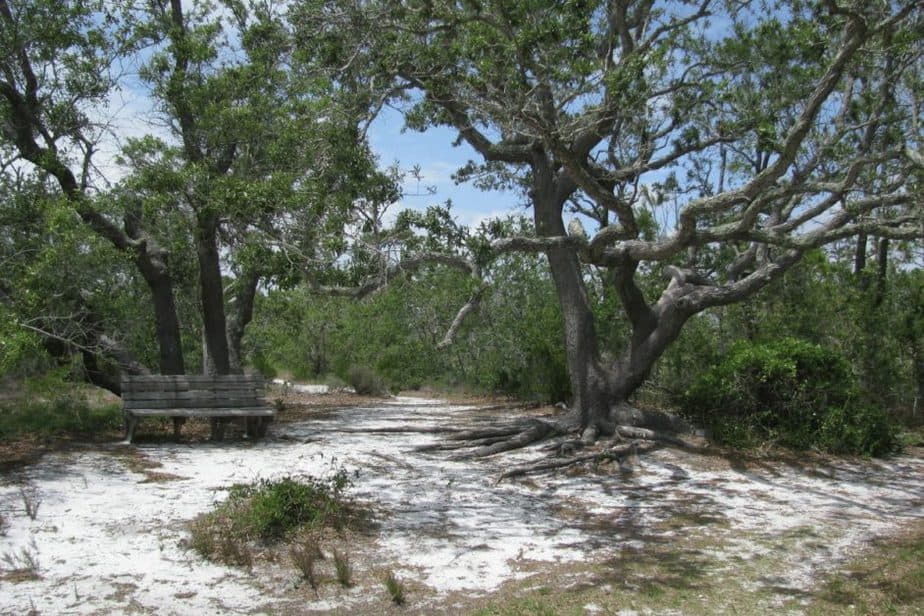 Bench in front of trees at Gulf Islands National Seashore 