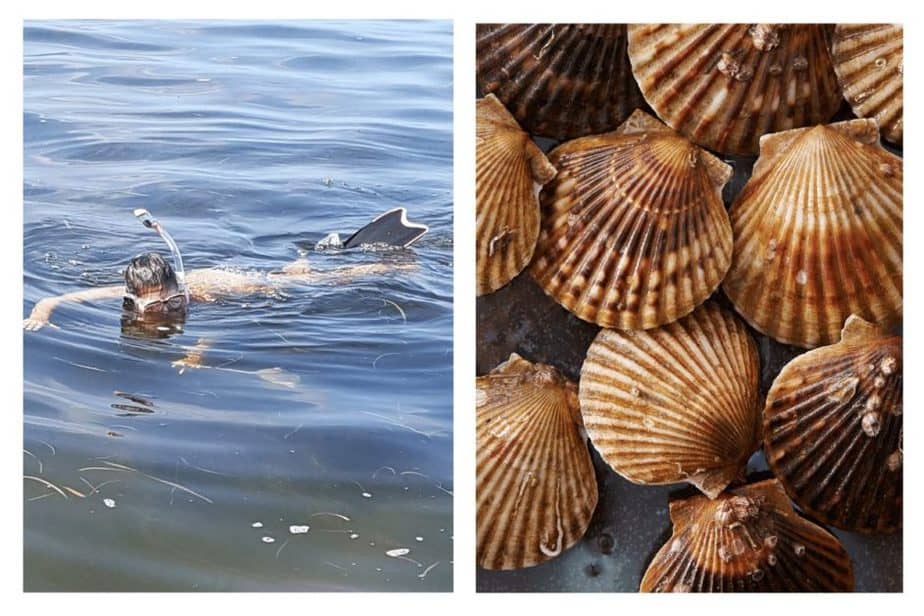 diving for scallops in steinhatchee