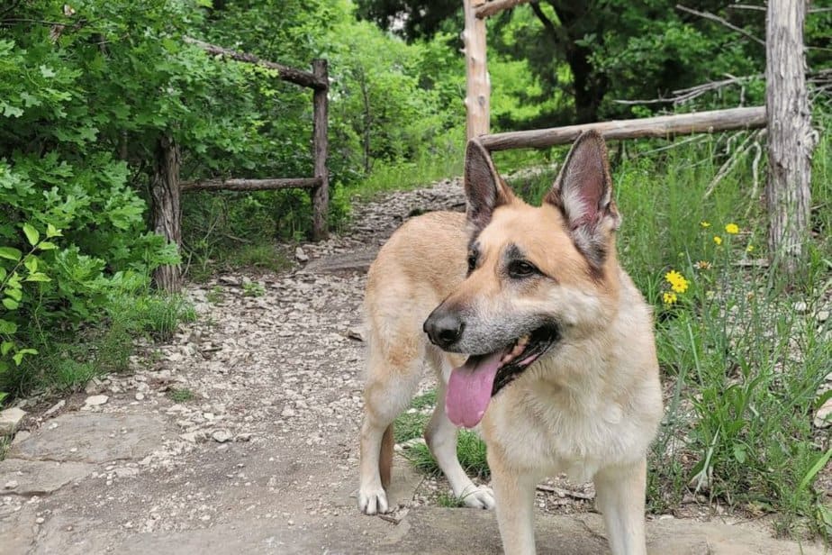 dog hiking in eisenhower state park 