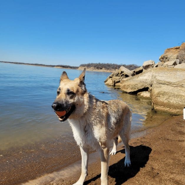 dog-friendly guide to dallas tx